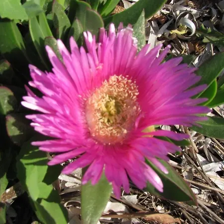 לינה וארוחת בוקר Da Angela 3*